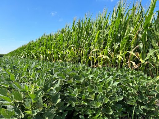 Thriving crops in Tennessee