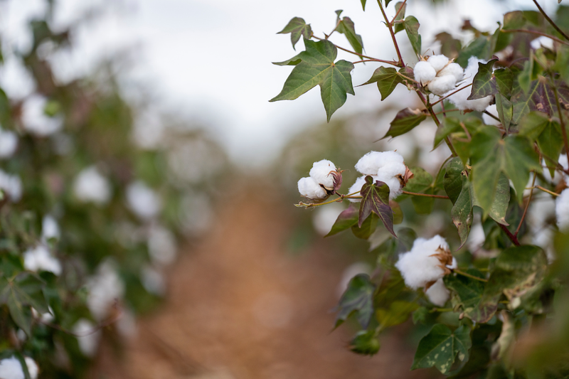 Texas Cotton Crop